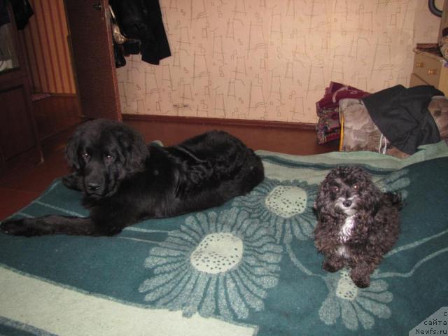 Фото: ньюфаундленд Супер Бизон Вилли Ванилли