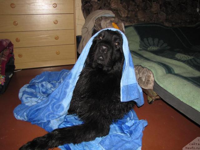 Фото: ньюфаундленд Супер Бизон Вилли Ванилли