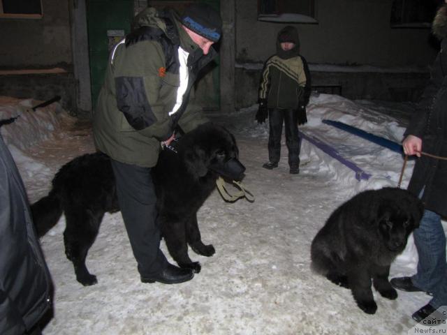 Фото: ньюфаундленд Супер Бизон Вилли Ванилли