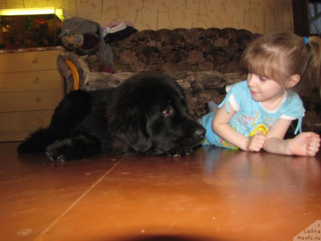 Фото: ньюфаундленд Супер Бизон Вилли Ванилли