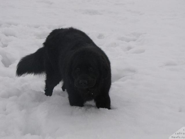 Фото: ньюфаундленд Супер Бизон Вилли Ванилли
