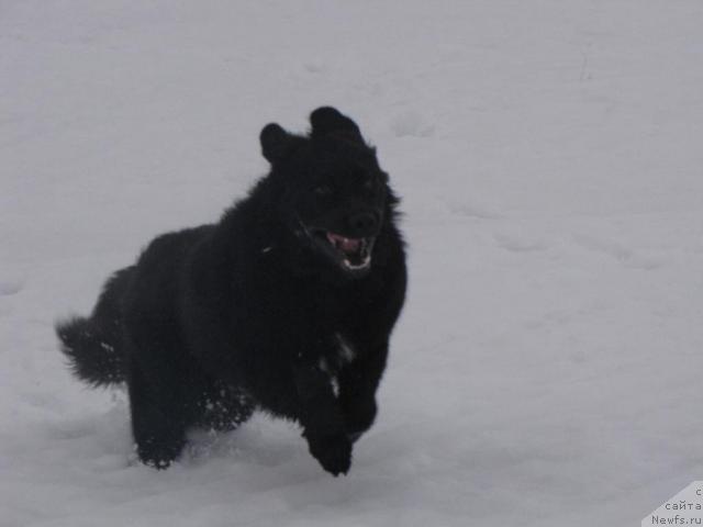 Фото: ньюфаундленд Супер Бизон Вилли Ванилли