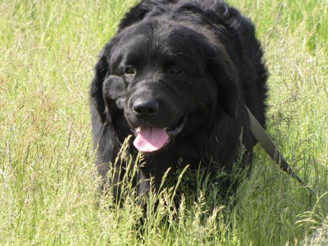 Фото: ньюфаундленд Супер Бизон Вилли Ванилли