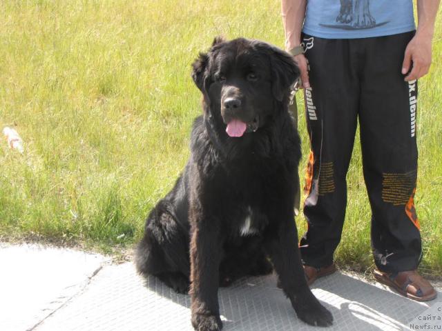 Фото: ньюфаундленд Супер Бизон Вилли Ванилли