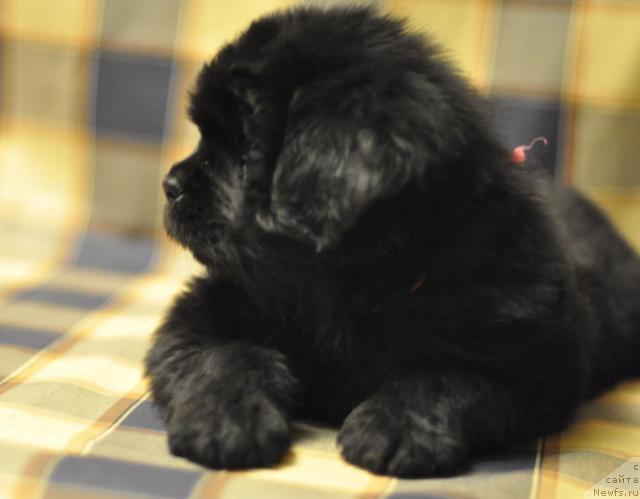 Фото: ньюфаундленд Мэджикал Оушен Дарк Квин