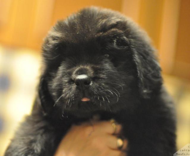 Фото: ньюфаундленд Мэджикал Оушен Даймонд Кинг