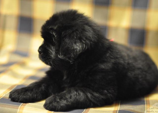 Фото: ньюфаундленд Мэджикал Оушен Дарк Квин