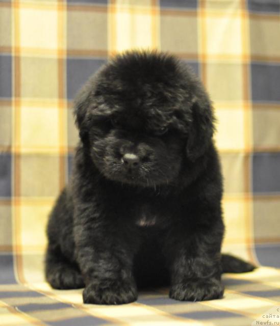 Фото: ньюфаундленд Мэджикал Оушен Дабл Дрим