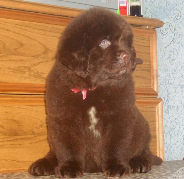 Фото: ньюфаундленд Рафаэлла Беатриччи