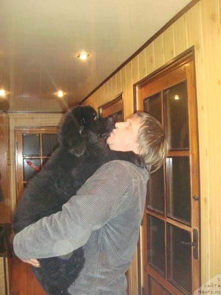 Фото: ньюфаундленд Плюшевая Панда Роз-Мари