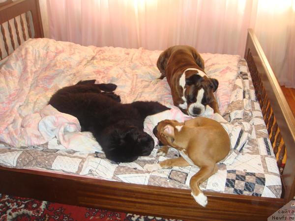 Фото: ньюфаундленд Плюшевая Панда Роз-Мари