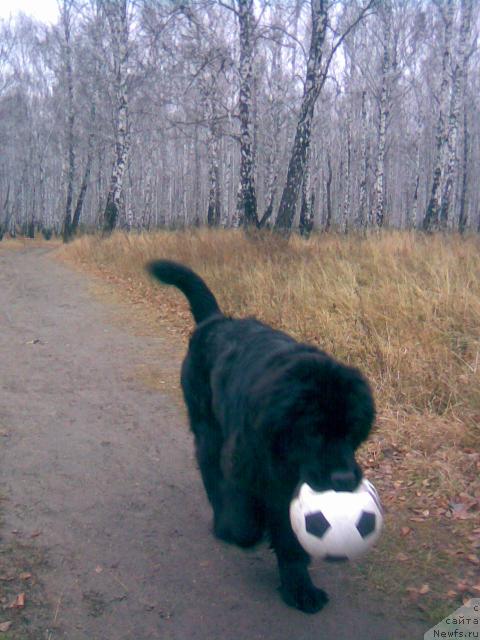 Фото: ньюфаундленд Акватория Келвин Интегра