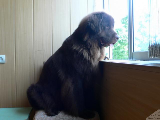 Фото: ньюфаундленд Аркадия Виват Арбона