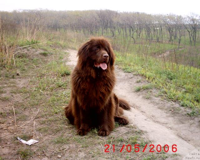 Фото: ньюфаундленд Аркадия Виват Арбона