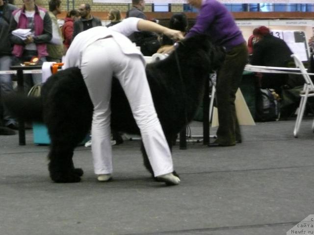 Фото: CAPE LEWISPORTE HEADBANGER