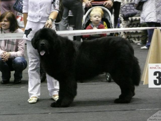 Фото: CAPE LEWISPORTE HEADBANGER
