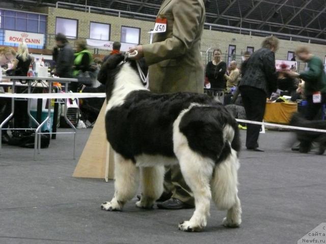 Фото: ньюфаундленд Zidan Clark Zvezdnij Dar