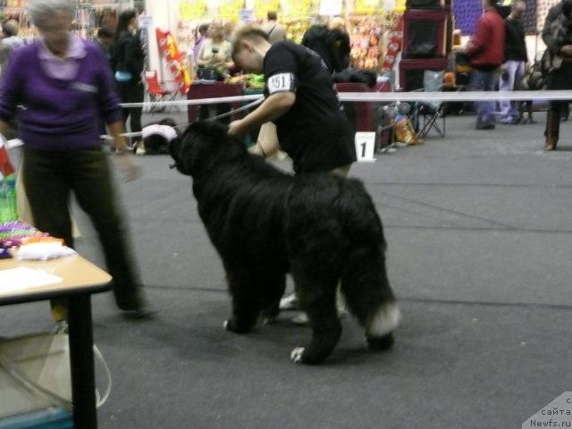 Фото: ньюфаундленд Питерньюф Жгучий Поцелуй (Piternyuf Zhguchiy Potseluy)