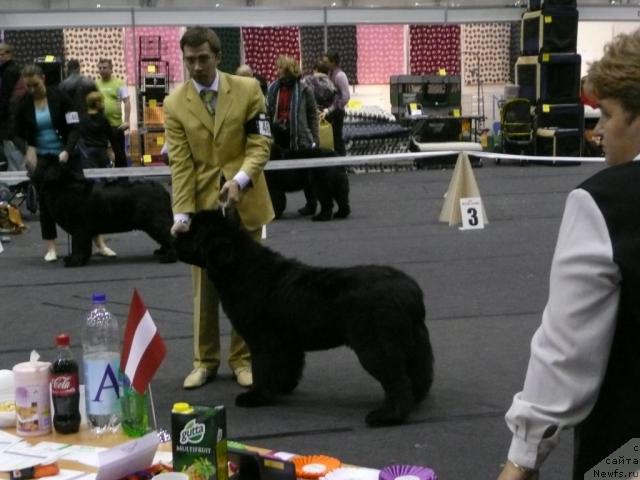 Фото: ньюфаундленд Skippers Open Arms