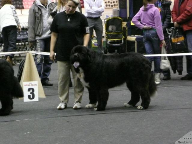 Фото: ньюфаундленд Питерньюф Жгучий Поцелуй (Piternyuf Zhguchiy Potseluy)
