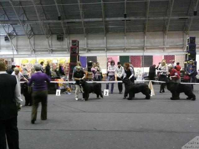 Фото: ньюфаундленд Питерньюф Жгучий Поцелуй (Piternyuf Zhguchiy Potseluy), ньюфаундленд Duty Free of Apachee's Home, GOLDBEAR S  ZINZANO