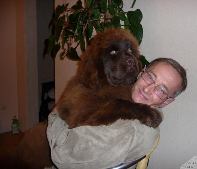 Фото: ньюфаундленд Адель Шоколадная Леди