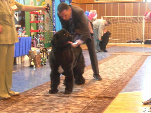 Фото: ньюфаундленд Супер Бизон Анталия