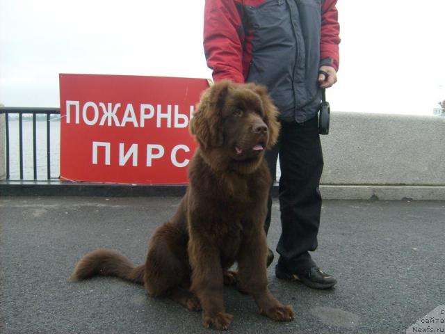 Фото: ньюфаундленд Фанньюф Образ Жизни Альф