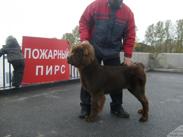 Фото: ньюфаундленд Фанньюф Образ Жизни Альф