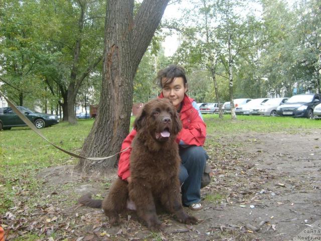 Фото: ньюфаундленд Фанньюф Окса-Дар, Дарима Ачитуева