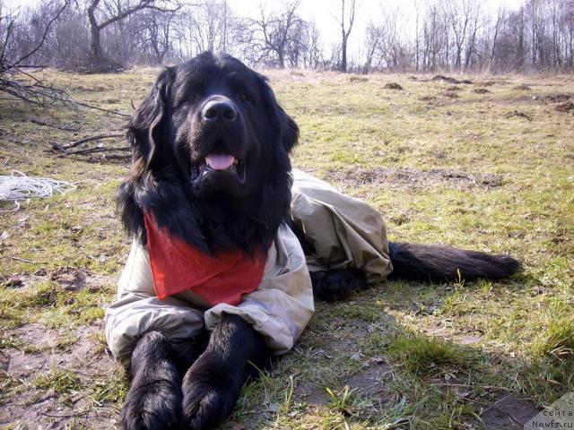 Фото: ньюфаундленд Тьен Бо