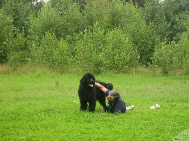 Фото: ньюфаундленд Тьен Бо