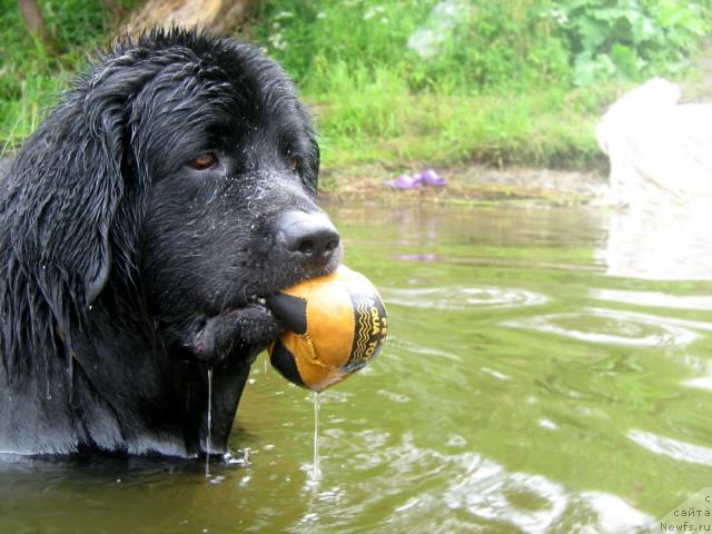 Фото: ньюфаундленд Тьен Бо