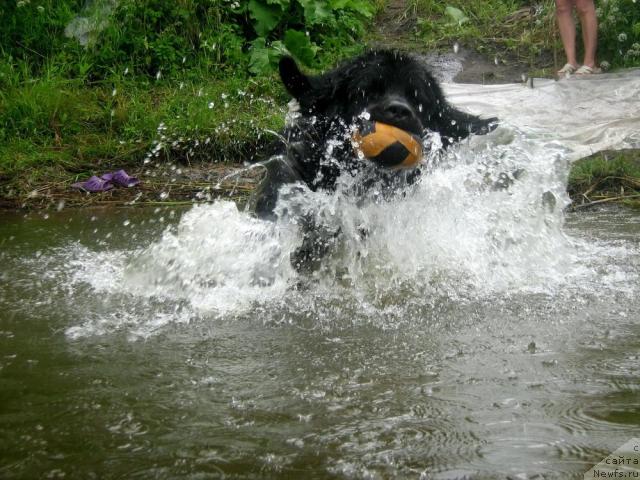 Фото: ньюфаундленд Тьен Бо