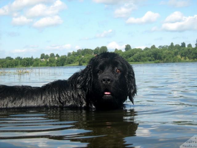 Фото: ньюфаундленд Тьен Бо