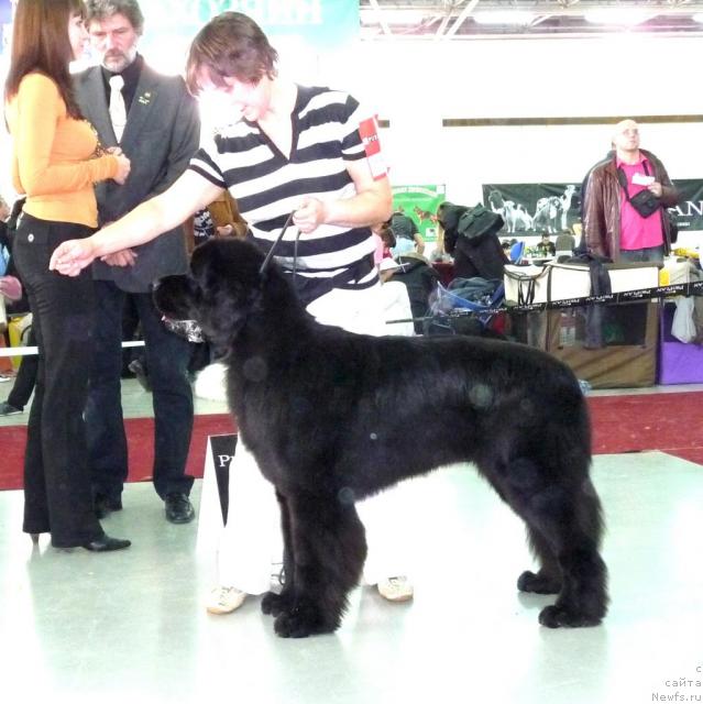 Фото: ньюфаундленд Супер Премиум Глюкоза (Super Premium Glukoza)