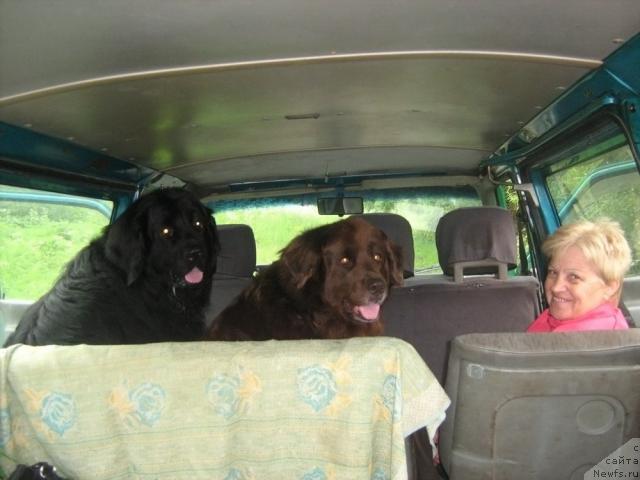 Фото: ньюфаундленд Тьен Бо, ньюфаундленд Баронесса