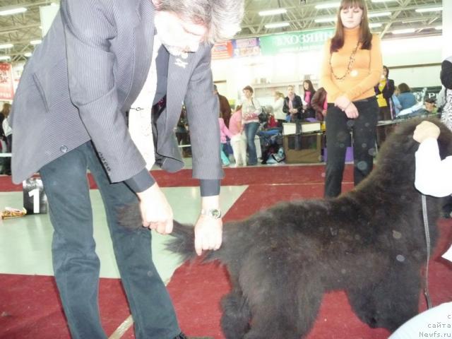 Фото: ньюфаундленд Айвенго Рыцарь Сибири