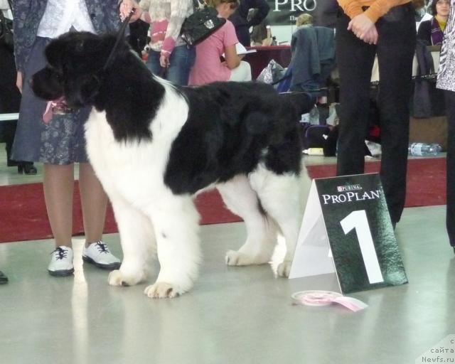 Фото: ньюфаундленд Chatkantarra Taro