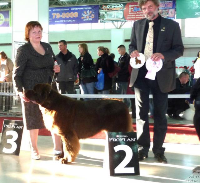 Фото: ньюфаундленд Amazing Grace vom Riesrand