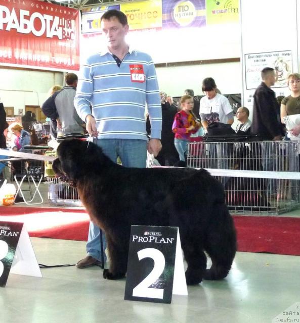 Фото: ньюфаундленд Денди Денжер из Медвежьего Яра (Dendi Denger iz Medvejyego Yara)