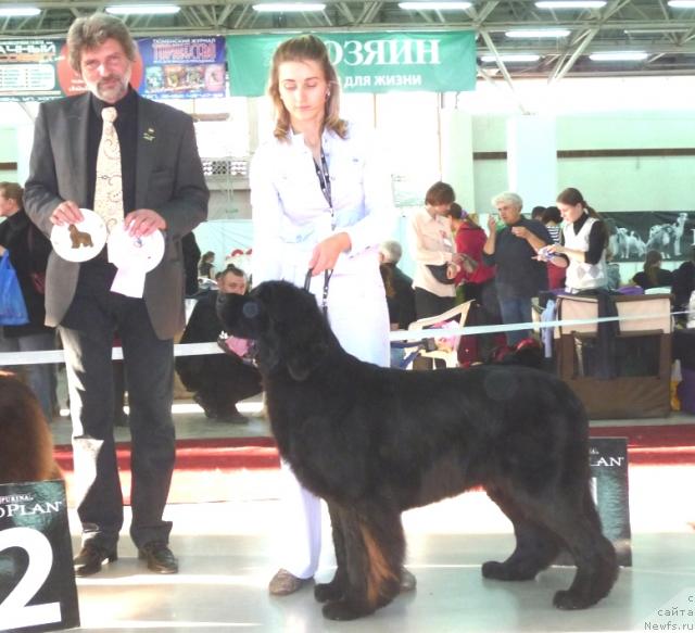 Фото: ньюфаундленд Франческа Фром зе Ньюфс Хаус (Francheska From The Newf's Hause)