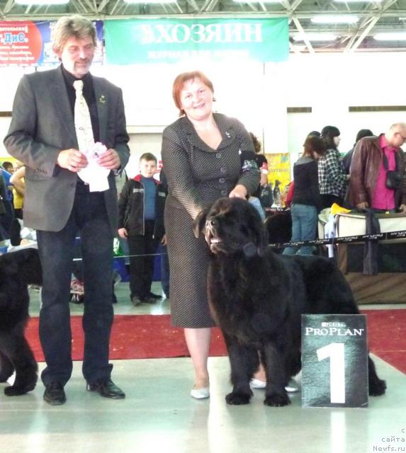 Фото: ньюфаундленд Акватория Келвин Звездная Королева (Aquatoriya Kelvin Zvezdnaya Koroleva)
