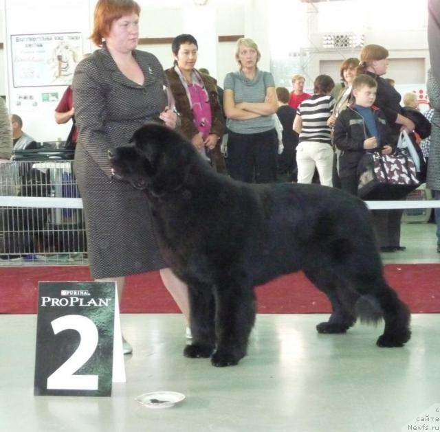 Фото: ньюфаундленд Акватория Келвин Золотой Медведь (Aquatoriya Kelvin Zolotoy Medved)