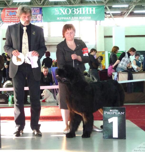 Фото: ньюфаундленд Акватория Келвин Заския