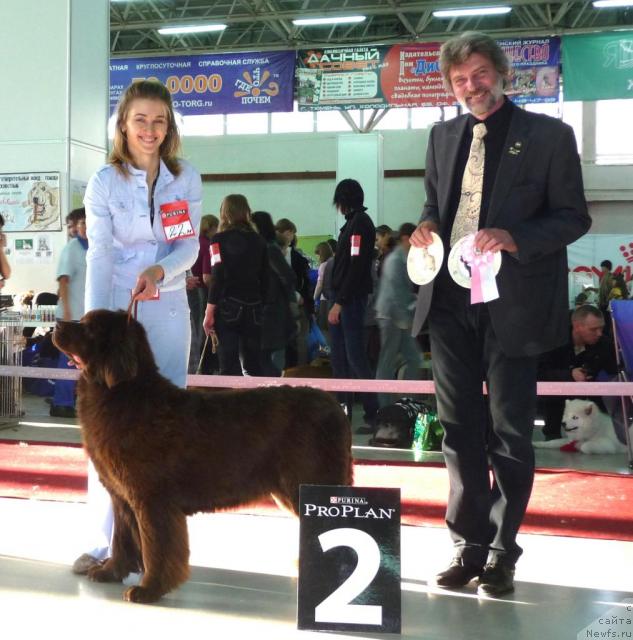 Фото: ньюфаундленд Урсула Фэмили Биар