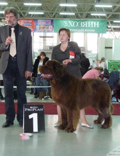 Фото: ньюфаундленд Aetna vom Riesrand