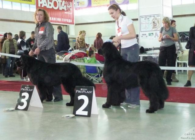 Фото: ньюфаундленд Зураб Блэк, ньюфаундленд Екселент Стил  из Медвежьего Яра