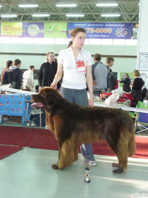 Фото: ньюфаундленд Оскар Шоколадный Мишка (Oscar Chocoladny Mishka)