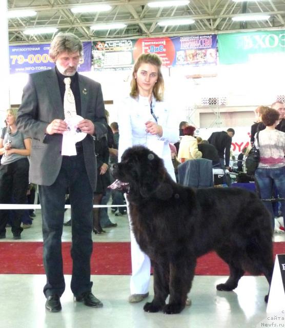 Фото: ньюфаундленд Филипп Голд Стар